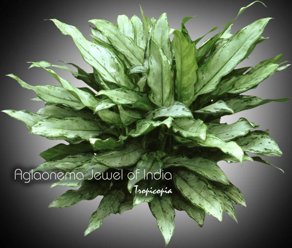 Aglaonema - Aglaonema Jewel of India - Aglaonema - Chinese Evergreen